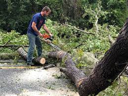 Best Tree Disease Treatment  in Bean Station, TN