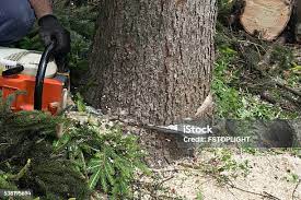 Best Arborist Consultation Services  in Bean Station, TN