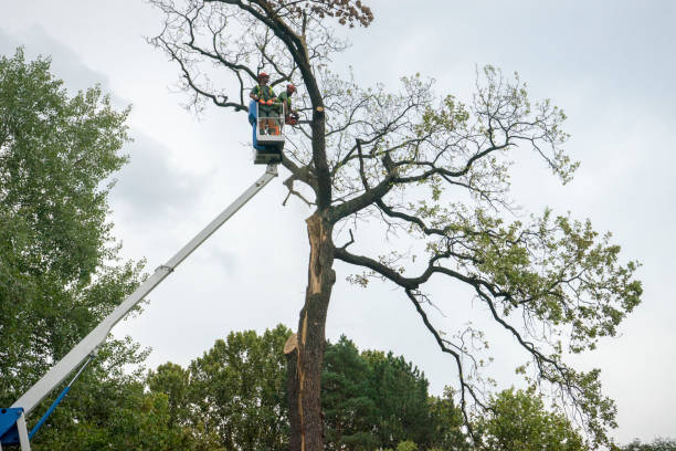 How Our Tree Care Process Works  in  Bean Station, TN