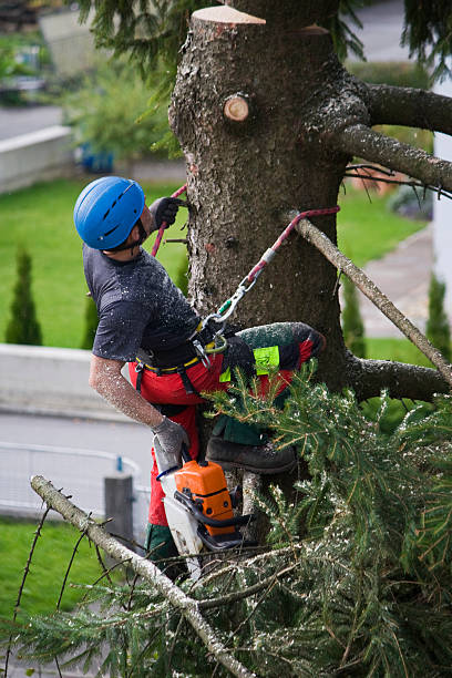 Best Hedge Trimming  in Bean Station, TN