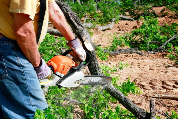 Best Lawn Renovation and Restoration  in Bean Station, TN